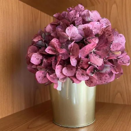 El Mirador Del Orfanato 1c *